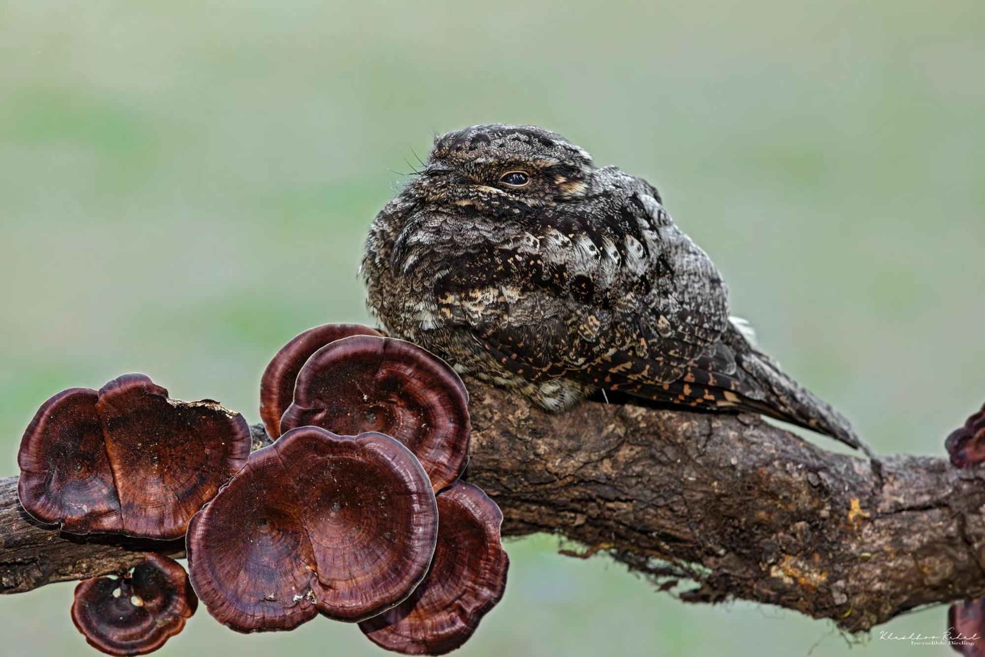 Incredible Birding Camp Apartment Bhimtal Bagian luar foto
