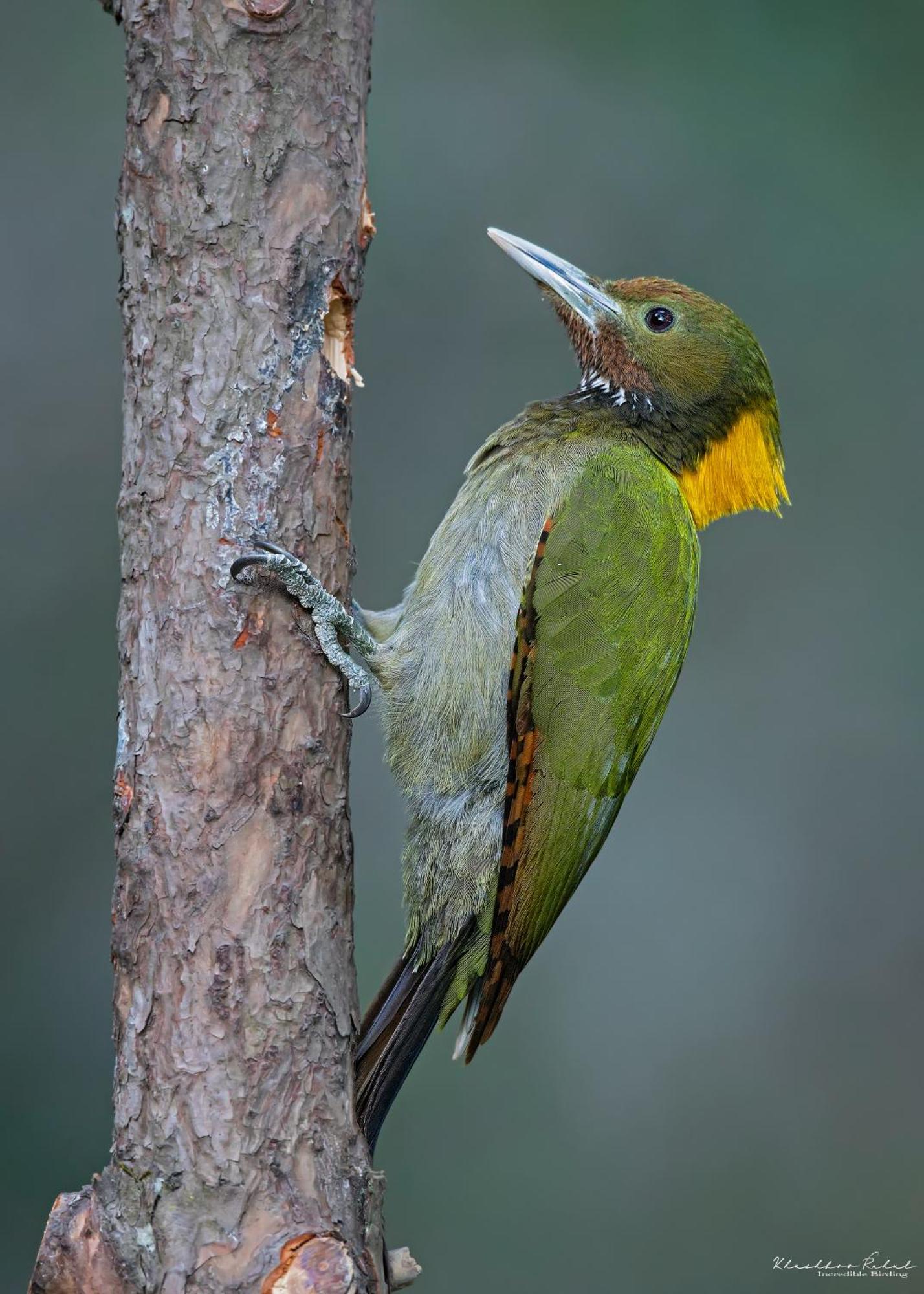 Incredible Birding Camp Apartment Bhimtal Bagian luar foto