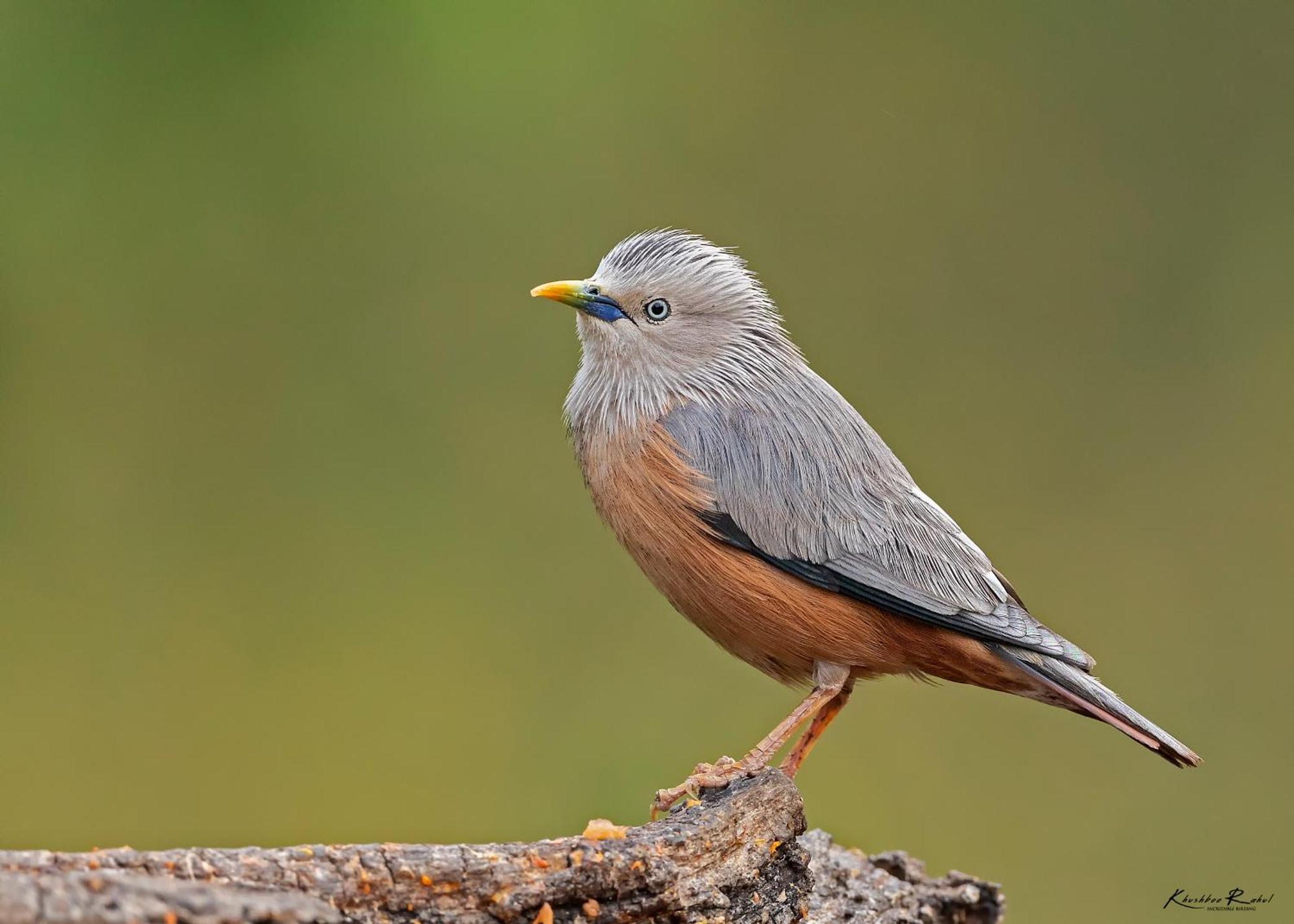 Incredible Birding Camp Apartment Bhimtal Bagian luar foto