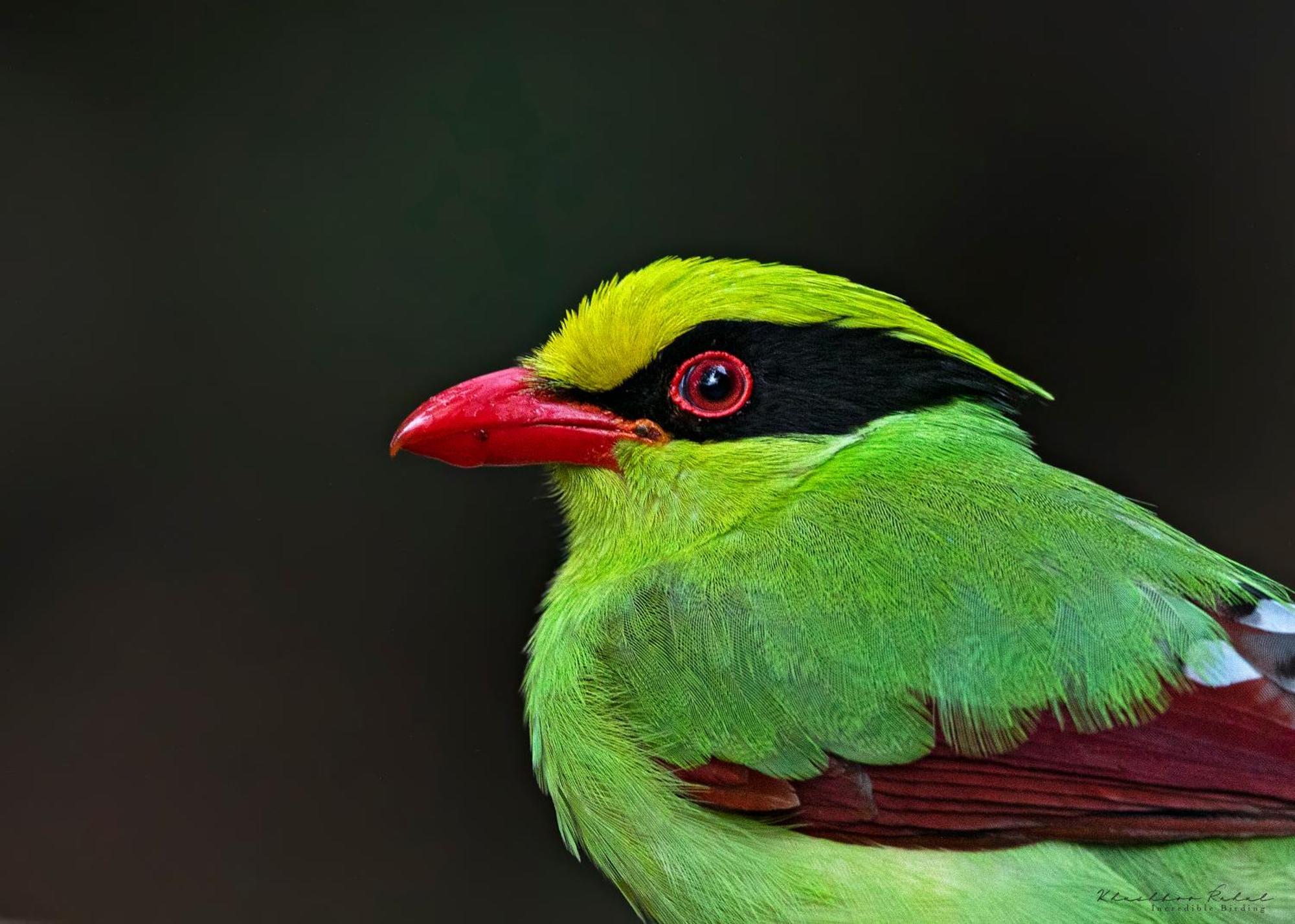 Incredible Birding Camp Apartment Bhimtal Bagian luar foto