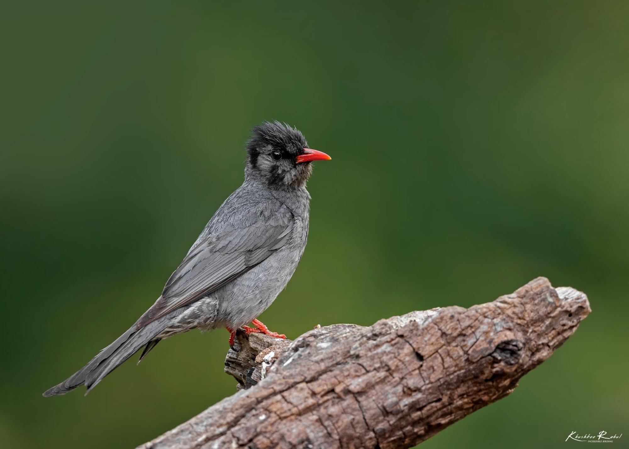 Incredible Birding Camp Apartment Bhimtal Bagian luar foto