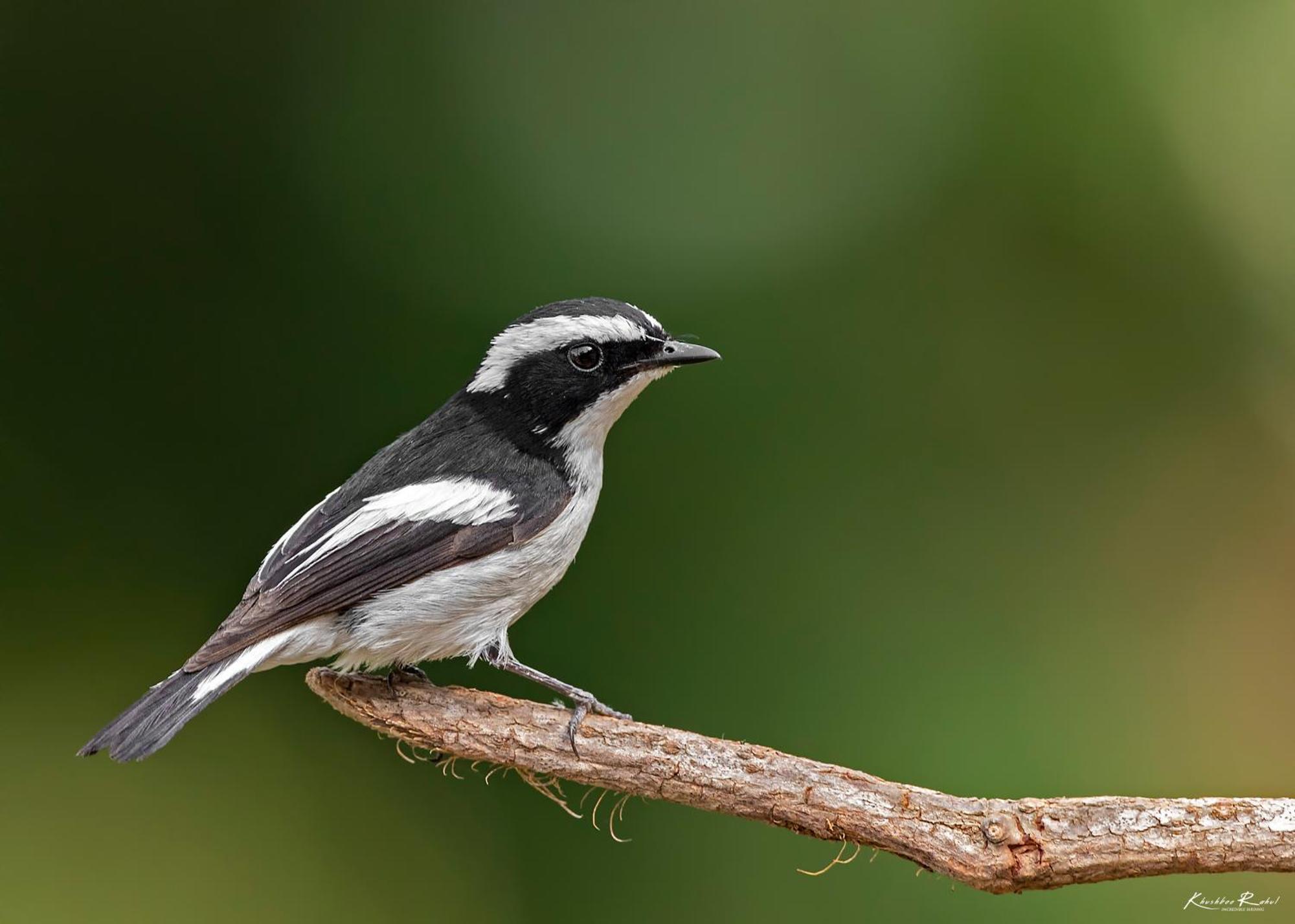 Incredible Birding Camp Apartment Bhimtal Bagian luar foto