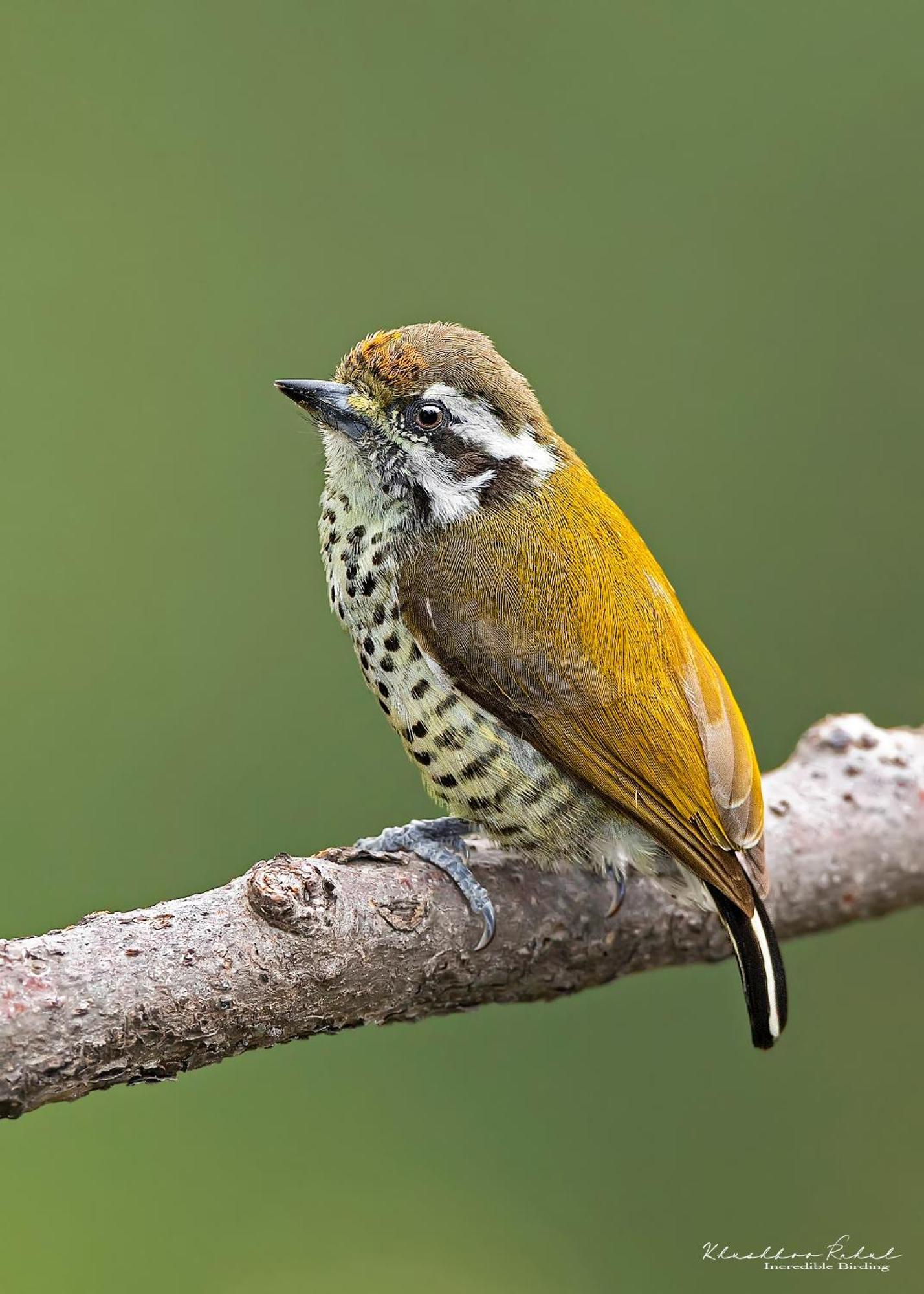 Incredible Birding Camp Apartment Bhimtal Bagian luar foto