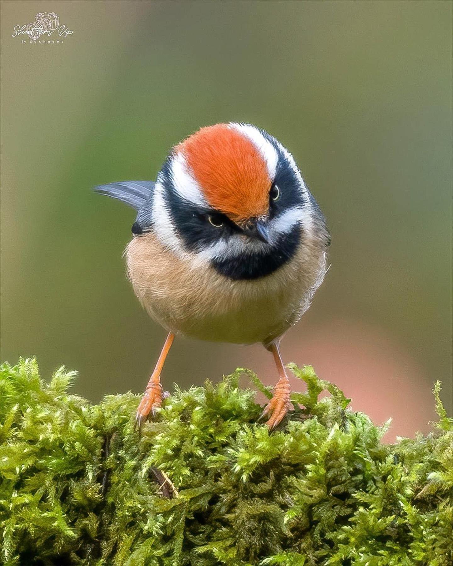 Incredible Birding Camp Apartment Bhimtal Bagian luar foto