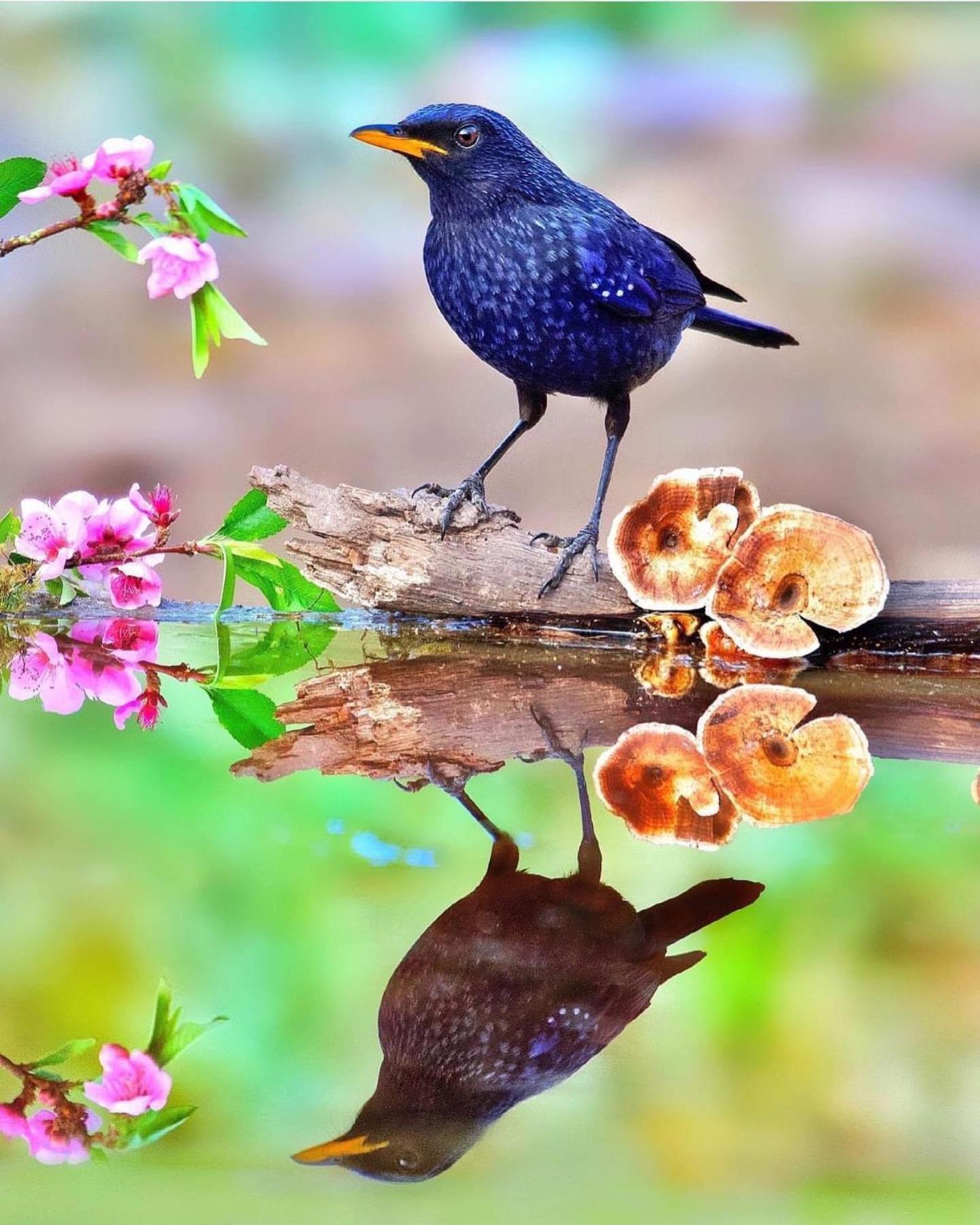 Incredible Birding Camp Apartment Bhimtal Bagian luar foto