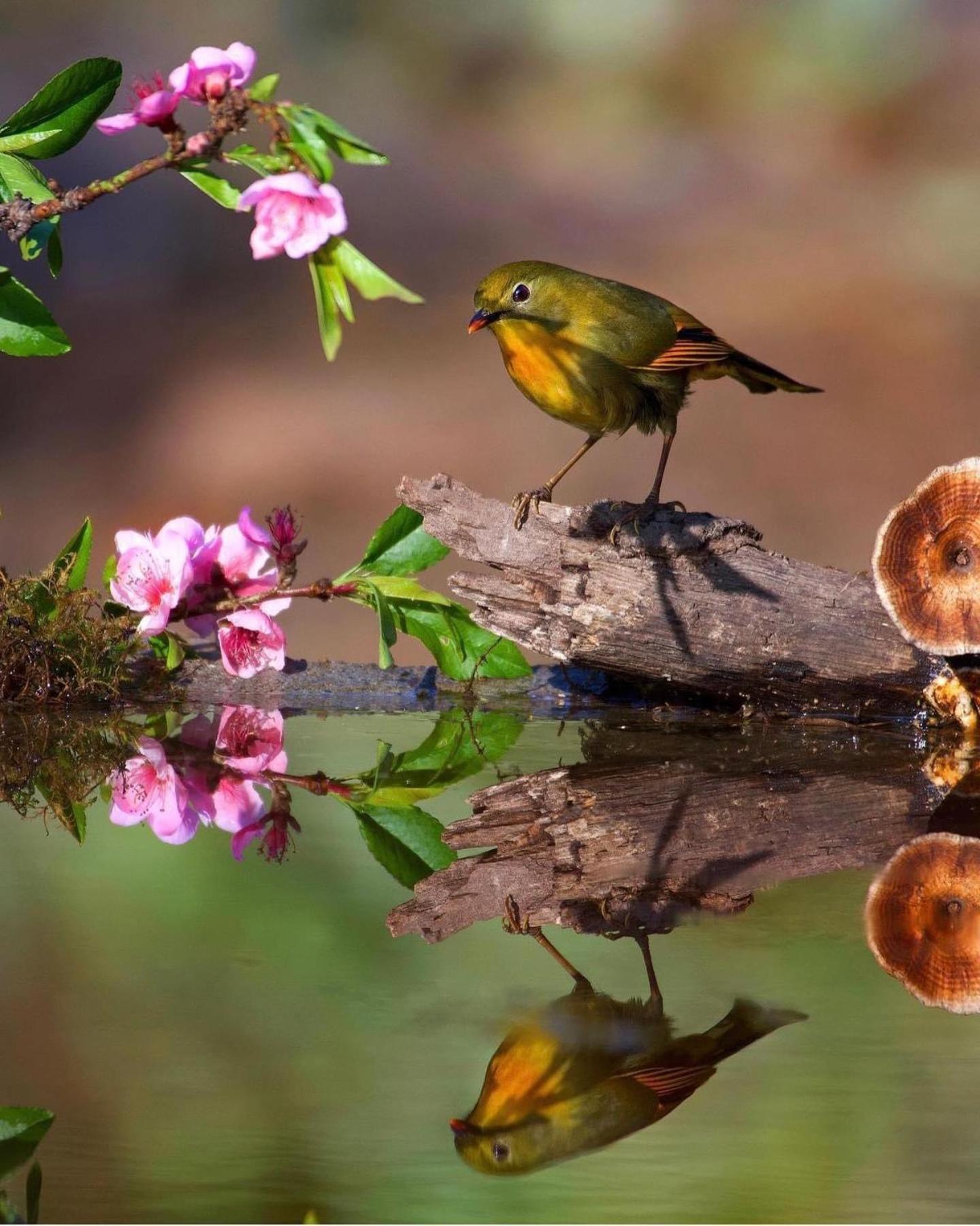 Incredible Birding Camp Apartment Bhimtal Bagian luar foto
