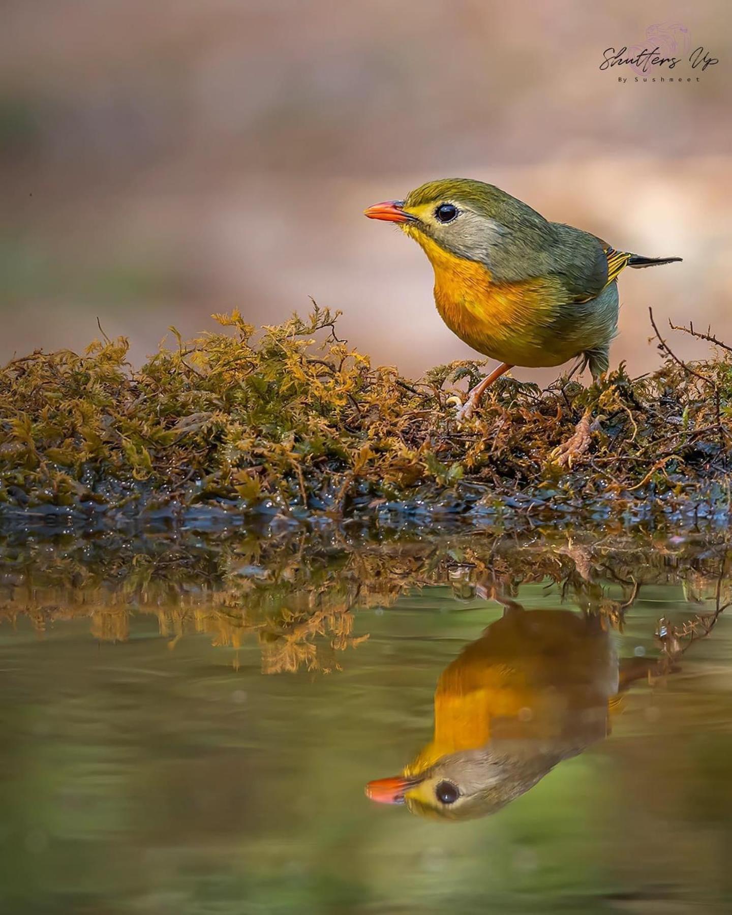 Incredible Birding Camp Apartment Bhimtal Bagian luar foto