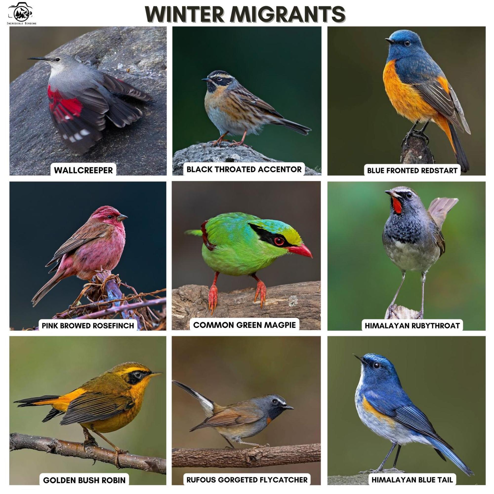 Incredible Birding Camp Apartment Bhimtal Bagian luar foto