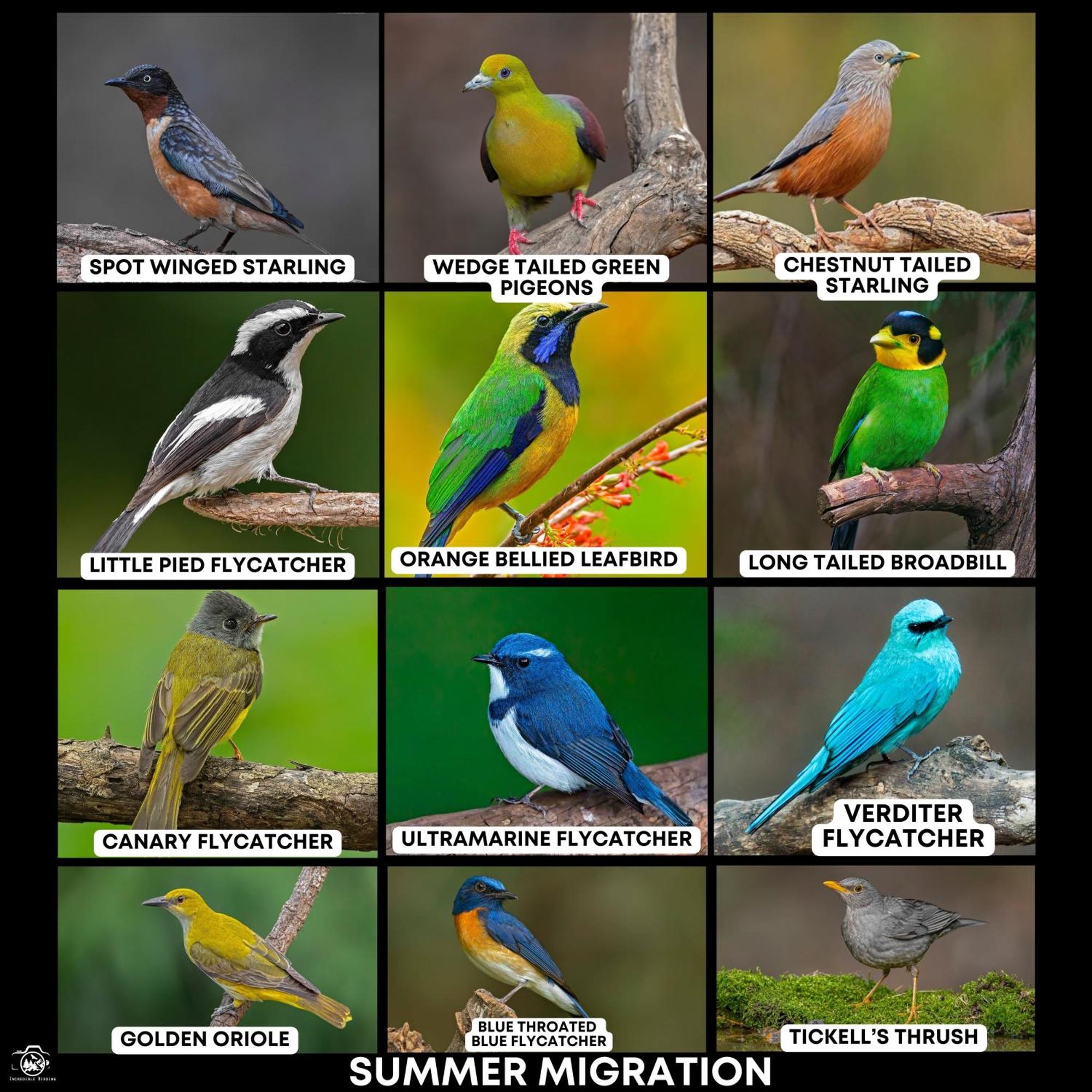 Incredible Birding Camp Apartment Bhimtal Bagian luar foto